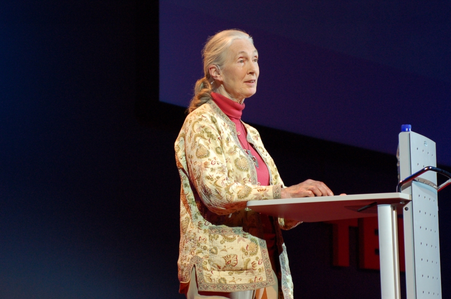 Jane Goodall en una conferència al TED 