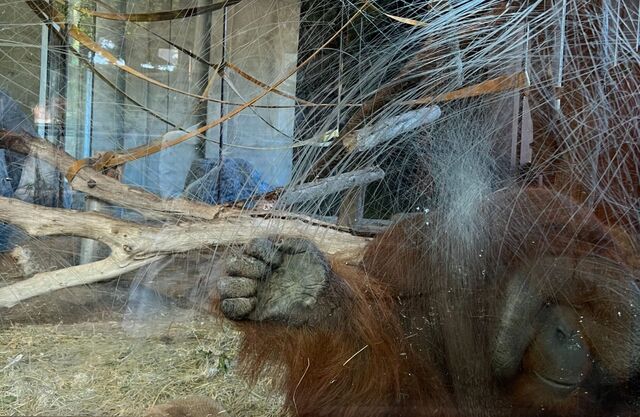 Un orangutan al zoo de Barcelona © Zooxxi