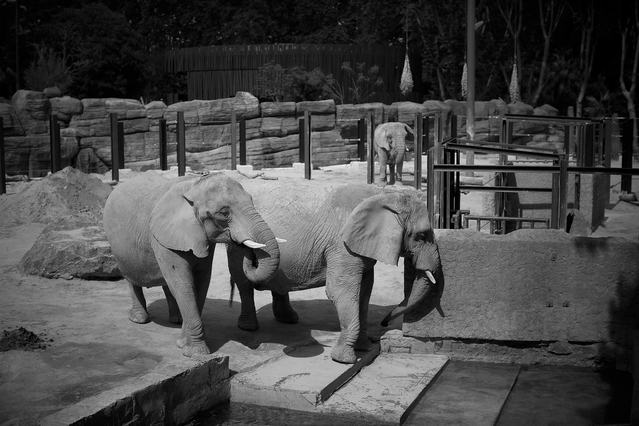Elefants al zoo de Barcelona © zooxxi